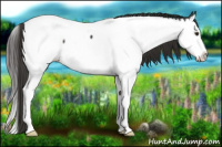Horse Color:Liver Chestnut Sabino Splash Near Fewspot Rabicano 