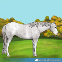 Horse Color:White Spotted Liver Chestnut Splash Appaloosa 