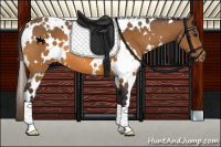 Horse Color:White Spotted Buckskin Appaloosa 