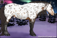 Horse Color:Buckskin Ice Near Leopard