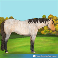 Horse Color:Buckskin Roan Rabicano 