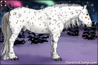 Horse Color:Buckskin Ice Leopard