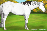 Horse Color:Smoky Grullo Sabino Splash Rabicano