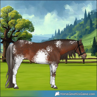 Horse Color:White Spotted Liver Chestnut 