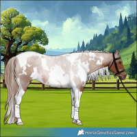 Horse Color:White Spotted Chestnut Tobiano 