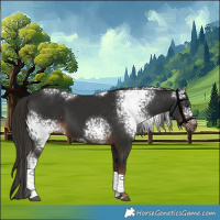 Horse Color:White Spotted Liver Chestnut Tobiano 