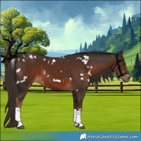 Horse Color:White Spotted Liver Chestnut Tobiano 