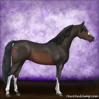 Horse Color:Brown 