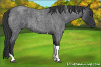 Horse Color:Blue Roan Tobiano