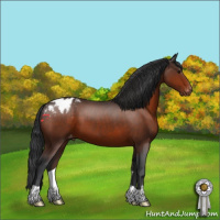 Horse Color:Bay Appaloosa 