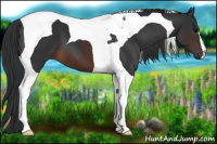 Horse Color:Brown Tobiano