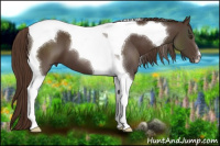 Horse Color:Liver Chestnut Tobiano