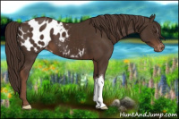 Horse Color:Liver Chestnut Appaloosa