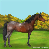 Horse Color:Brown 