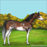 Horse Color:White Spotted Brown Splash Frame Rabicano 