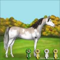 Horse Color:White Spotted Amber Champagne Splash 