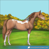Horse Color:Gold Champagne Tobiano Rabicano