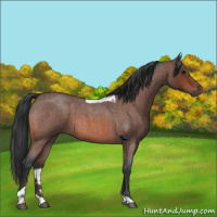 Horse Color:Bay Roan Tobiano 