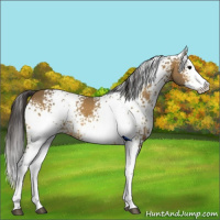 Horse Color:White Spotted Buckskin Splash 