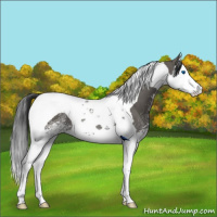 Horse Color:White Spotted Grullo Splash Tobiano 