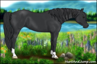 Horse Color:Black 