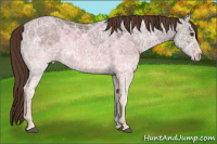 Horse Color:Liver Chestnut Ice