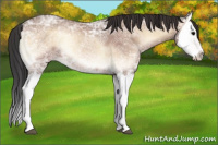 Horse Color:Bay Ice Onyx Splash 