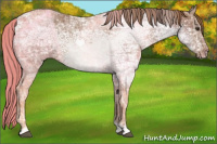 Horse Color:Chestnut Ice 