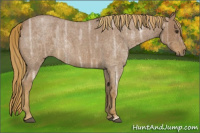 Horse Color:Red Ice Roan 