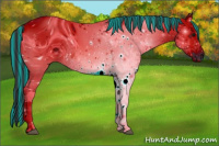 Horse Color:ERROR: UNKNOWN ANOMALY