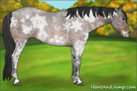 Horse Color:Brown Ice 