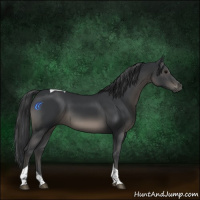Horse Color:Black Tobiano 