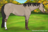 Horse Color:Liver Red Dun 