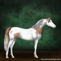 Horse Color:Gold Champagne Splash Tobiano Rabicano