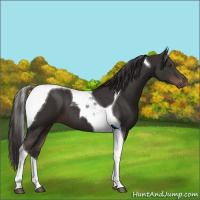 Horse Color:Liver Chestnut Tobiano 