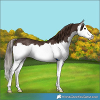 Horse Color:Liver Chestnut Sabino Splash Rabicano 
