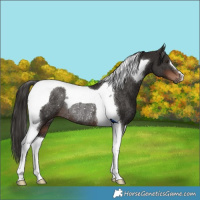 Horse Color:Liver Chestnut Tobiano Rabicano