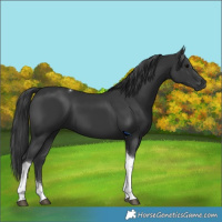 Horse Color:Black Tobiano 