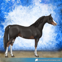 Horse Color:Liver Chestnut Sabino Splash