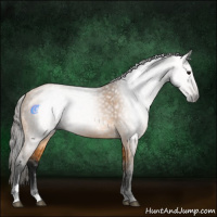 Horse Color:Gray Buckskin 