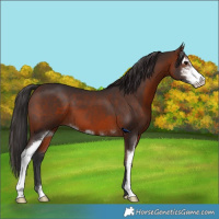 Horse Color:Brown Sabino 