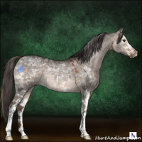 Horse Color:White Spotted Bay Dun