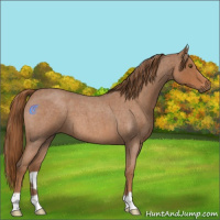 Horse Color:Red Roan 