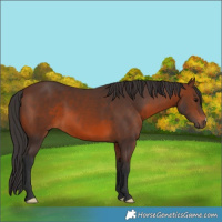 Horse Color:Brown 