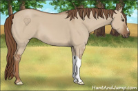 Horse Color:Red Dun
