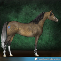 Horse Color:Buckskin Dun 
