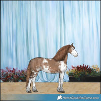 Horse Color:Liver Red Dun Sabino Splash 