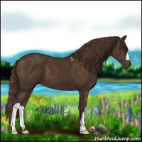 Horse Color:Liver Chestnut 
