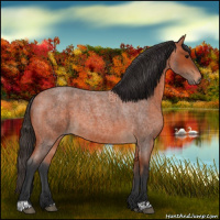 Horse Color:Bay Roan 