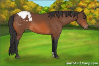 Horse Color:Bay Appaloosa 